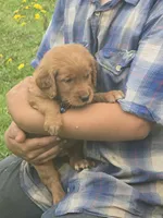 Cinnamon , a male English Goldendoodle for sale in Lublin, WI – 1 of 3