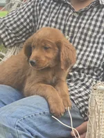 Jasper, a male Golden Retriever for sale in Lublin, WI – 8 of 8