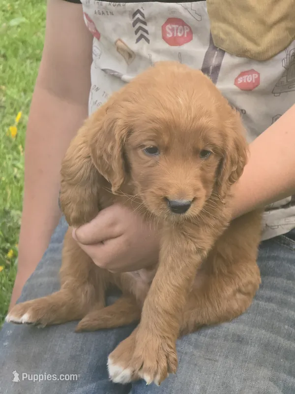 Jasper – English Goldendoodle puppy for sale in Lublin, WI
