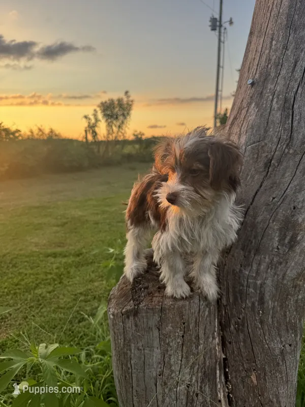 Pluto – Yorkshire Terrier puppy for sale in Bolivar, MO