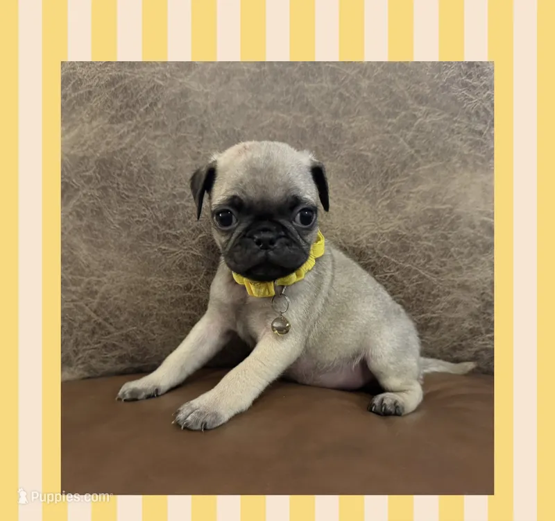 Hamilton  – Pug puppy for sale in Bolivar, MO