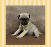 Hamilton , a male Pug for sale in Bolivar, MO – 1 of 3