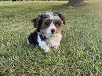 Chevy, a male Yorkshire Terrier for sale in Bolivar, MO – 5 of 10