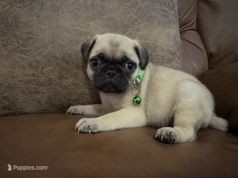 Potato – Pug puppy for sale in Bolivar, MO