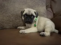 Potato, a male Pug for sale in Bolivar, MO – 1 of 3