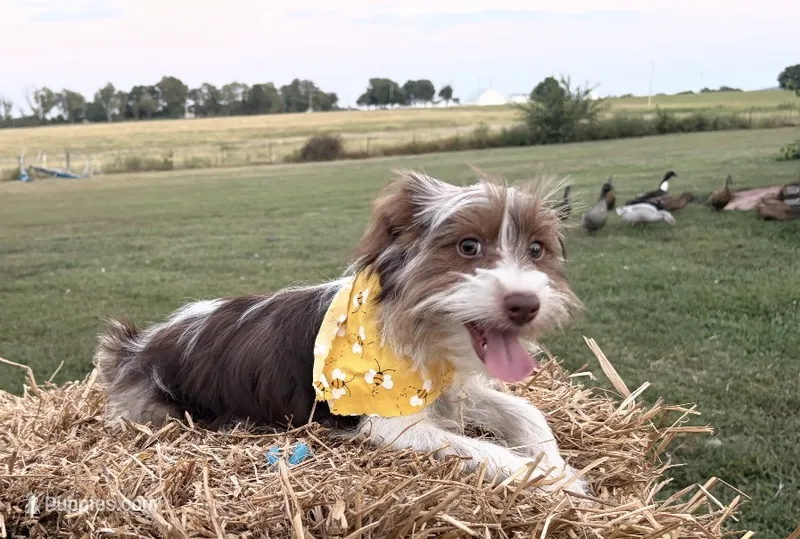 Pluto – Yorkshire Terrier puppy for sale in Bolivar, MO