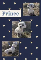 Tater Tot, a male Maltese for sale in Bolivar, MO – 2 of 3
