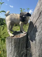 Hamilton , a male Pug for sale in Bolivar, MO – 4 of 8