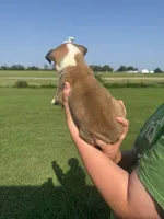Roxy, a female Bull Terrier for sale in Bolivar, MO – 3 of 7