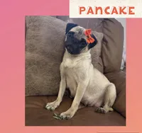 Potato, a male Pug for sale in Bolivar, MO – 2 of 3