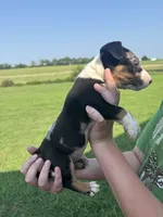 Bullseye, a male Bull Terrier for sale in Bolivar, MO – 3 of 9
