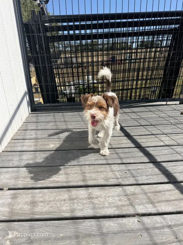 Pluto – Yorkshire Terrier puppy for sale in Bolivar, MO