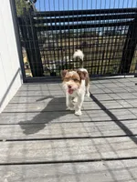 Pluto, a male Yorkshire Terrier for sale in Bolivar, MO – 3 of 10