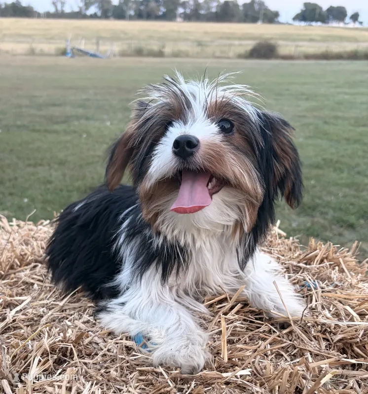 Chevy – Yorkshire Terrier puppy for sale in Bolivar, MO