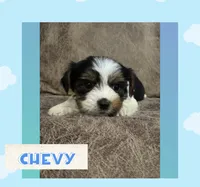 Chevy, a male Yorkshire Terrier for sale in Bolivar, MO – 1 of 4