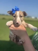 Harmony, a female Bull Terrier for sale in Bolivar, MO – 1 of 7