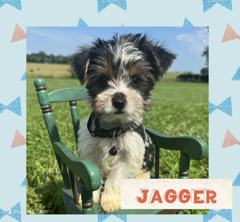 Jagger – Yorkshire Terrier puppy for sale in Bolivar, MO