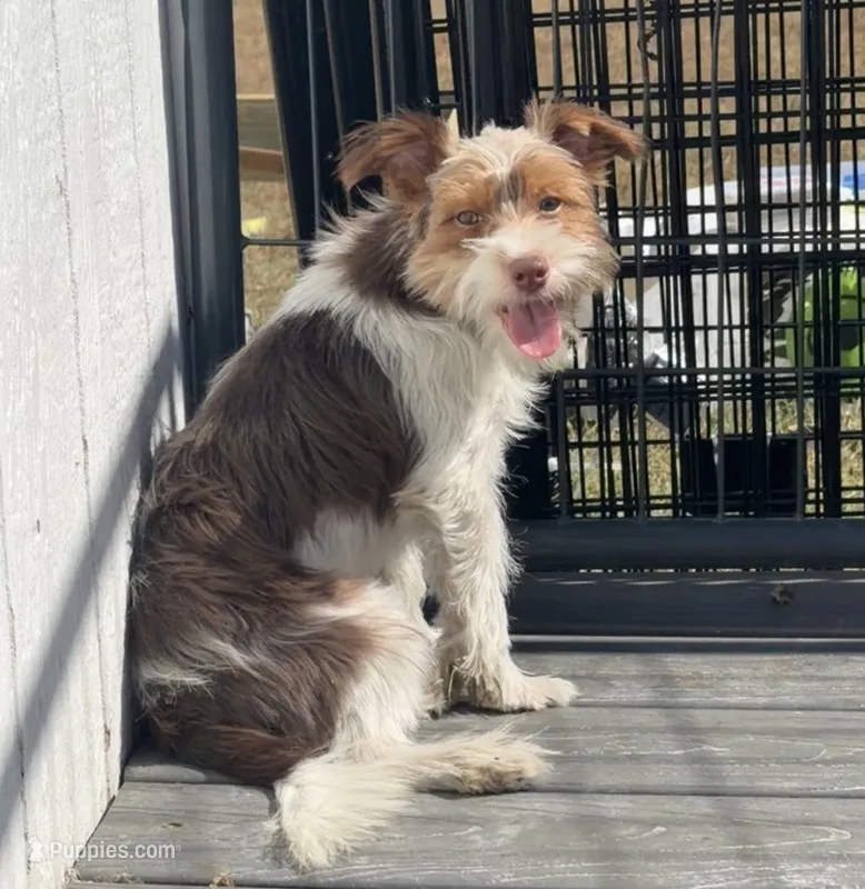 Pluto – Yorkshire Terrier puppy for sale in Bolivar, MO