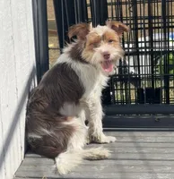 Pluto, a male Yorkshire Terrier for sale in Bolivar, MO – 1 of 10