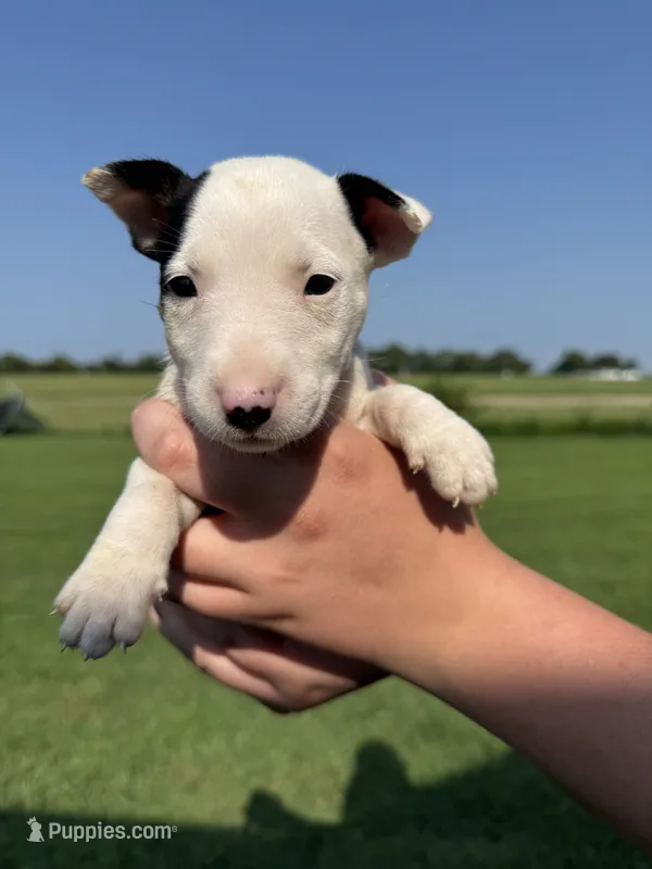 June – Bull Terrier puppy for sale in Bolivar, MO