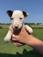 June, a female Bull Terrier for sale in Bolivar, MO – 1 of 6