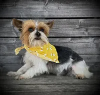 Chevy, a male Yorkshire Terrier for sale in Bolivar, MO – 9 of 10