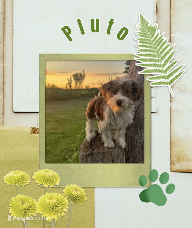 Pluto – Yorkshire Terrier puppy for sale in Bolivar, MO