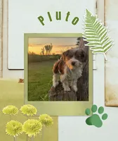 Pluto, a male Yorkshire Terrier for sale in Bolivar, MO – 4 of 7