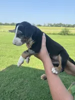 Bullseye, a male Bull Terrier for sale in Bolivar, MO – 4 of 9