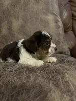 Pluto, a male Yorkshire Terrier for sale in Bolivar, MO – 2 of 2