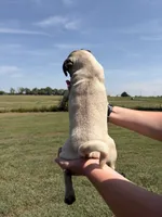 Hamilton , a male Pug for sale in Bolivar, MO – 6 of 8