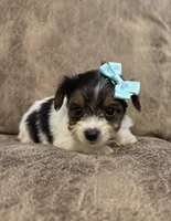 Iris, a female Yorkshire Terrier for sale in Bolivar, MO – 4 of 4