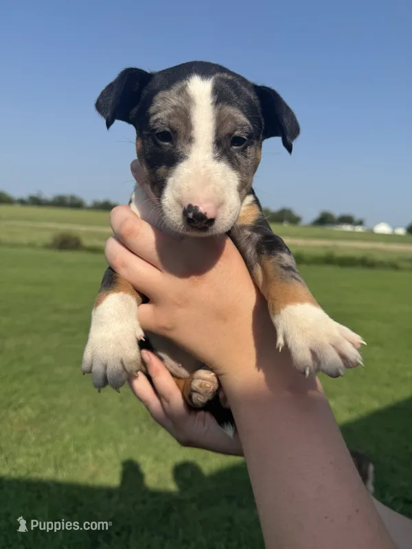 Bullseye – Bull Terrier puppy for sale in Bolivar, MO