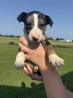 Bullseye, a male Bull Terrier for sale in Bolivar, MO – 1 of 9