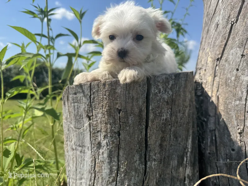 Tater Tot – Maltese puppy for sale in Bolivar, MO