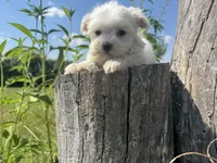 Tater Tot, a male Maltese for sale in Bolivar, MO – 1 of 3