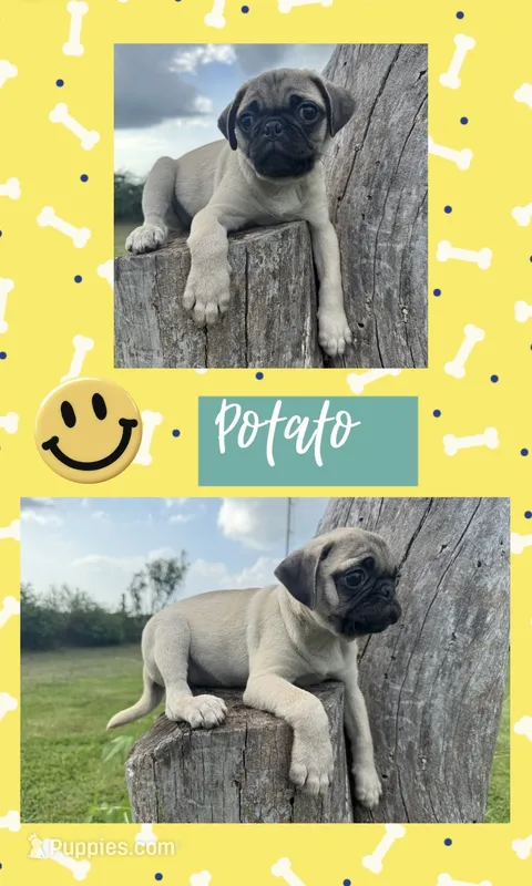 Potato – Pug puppy for sale in Bolivar, MO