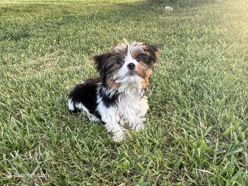 Chevy – Yorkshire Terrier puppy for sale in Bolivar, MO