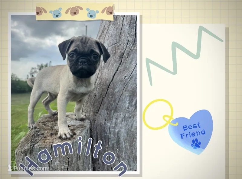 Hamilton  – Pug puppy for sale in Bolivar, MO