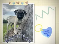 Hamilton , a male Pug for sale in Bolivar, MO – 3 of 8