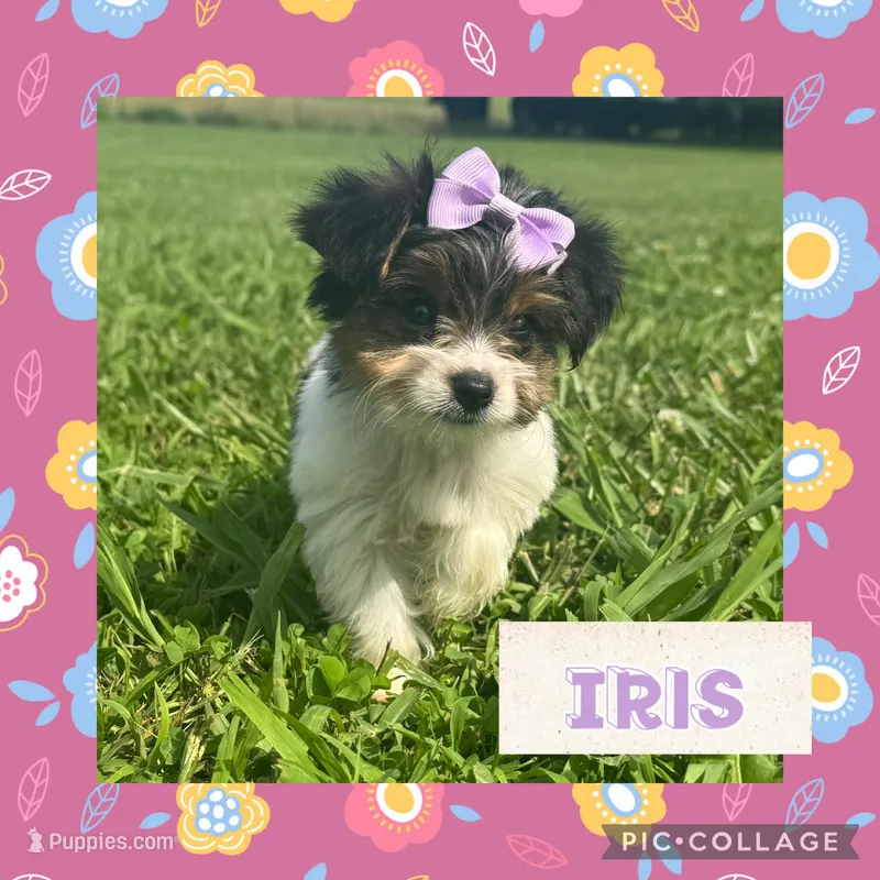 Iris – Yorkshire Terrier puppy for sale in Bolivar, MO