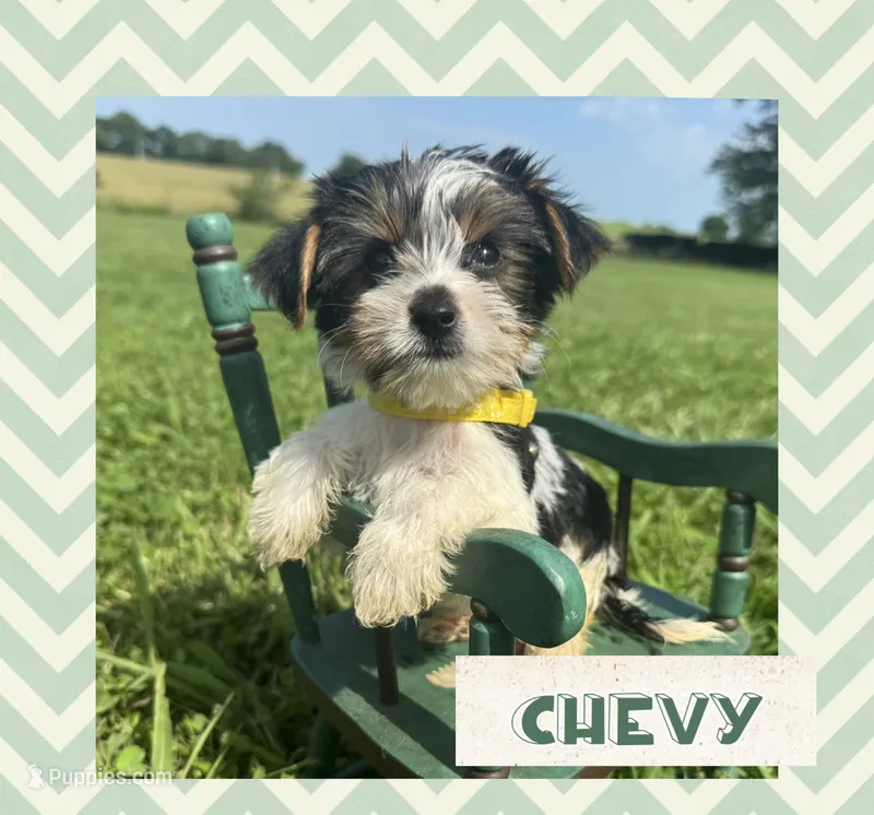 Chevy – Yorkshire Terrier puppy for sale in Bolivar, MO