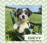 Chevy, a male Yorkshire Terrier for sale in Bolivar, MO – 1 of 5