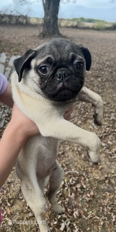 Hamilton  – Pug puppy for sale in Bolivar, MO