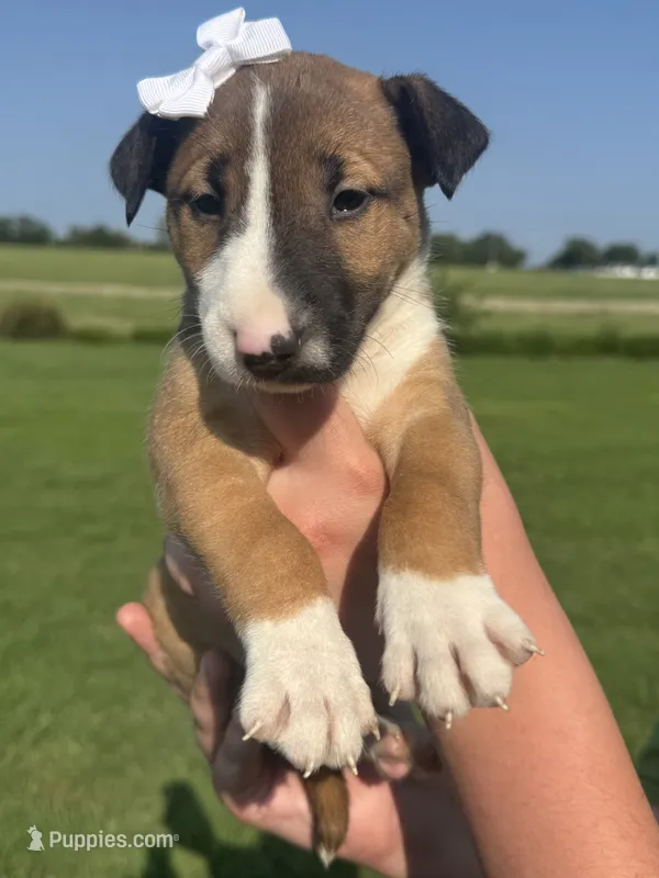 Roxy – Bull Terrier puppy for sale in Bolivar, MO