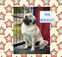 Potato, a male Pug for sale in Bolivar, MO – 3 of 3