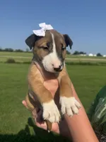 Roxy, a female Bull Terrier for sale in Bolivar, MO – 4 of 7