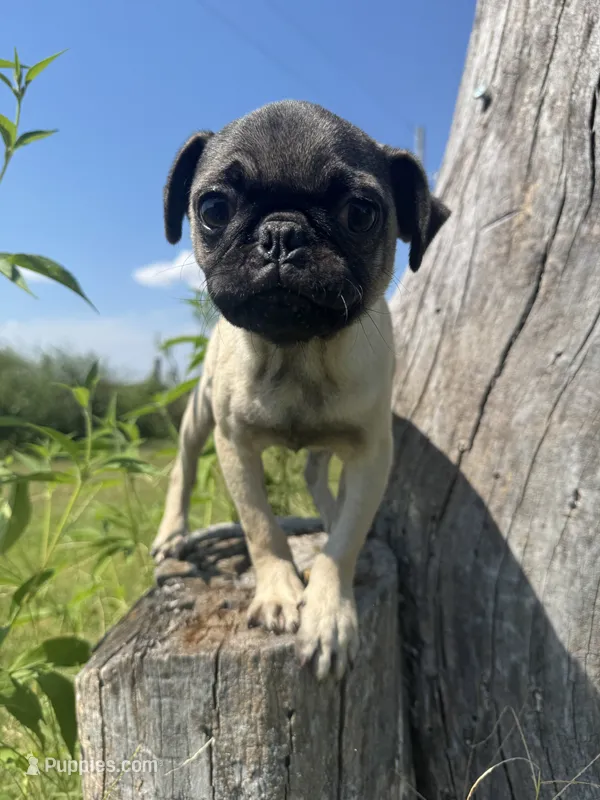 Hamilton  – Pug puppy for sale in Bolivar, MO