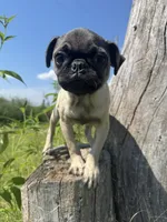 Hamilton , a male Pug for sale in Bolivar, MO – 1 of 8