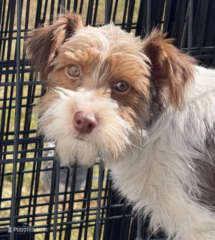 Pluto – Yorkshire Terrier puppy for sale in Bolivar, MO